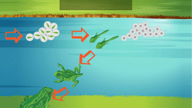 Life Cycle of a Frog