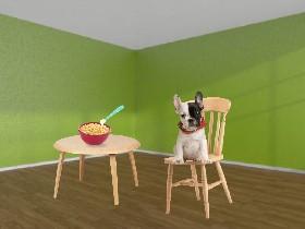 feed the frenchie!