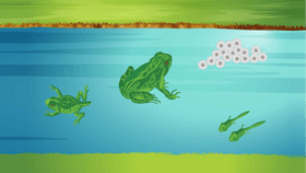 Life Cycle of a Frog