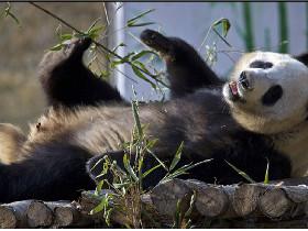 cute pandas!!! like for more