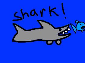 Shark ow!!!