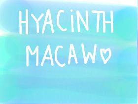 The Hyacinth Macaw 1