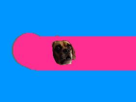 get the dog to the BACON 1