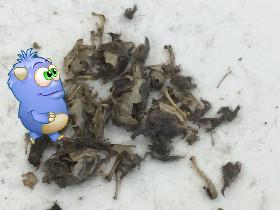 I got bones  😃😃😃😃😃😃😃