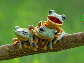 froggy clicker 3 trailer 1