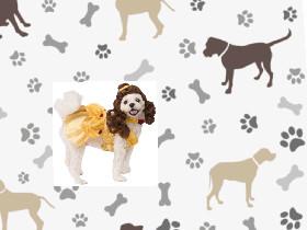 Dog quiz 1