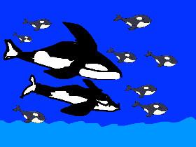 orca party