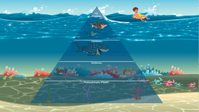 The Ocean Ecosystem