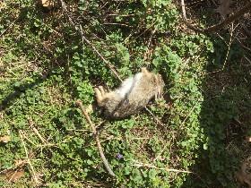 poor bunnies : (