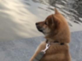 oh yeah mr crabs spiner 1 1