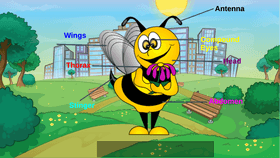 Parts of a Bee - TEMPLATE