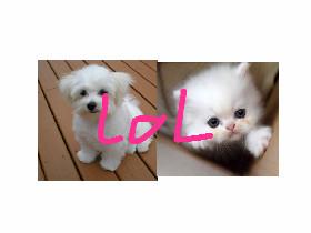 L.O.L.  O.M.G.