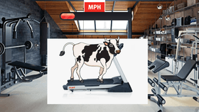Cow on Treadmill 🤣 LOL