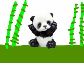 panda story