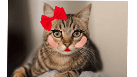 The Glam Cat