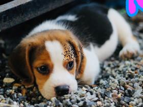 rainbow puppy 1