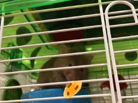 my mouse 1