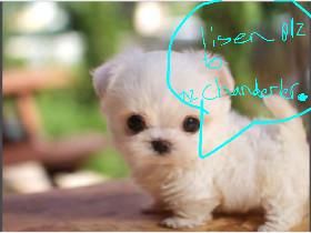 chanderler