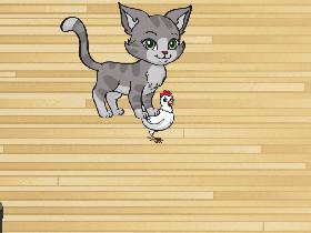 cat and chicken playing together