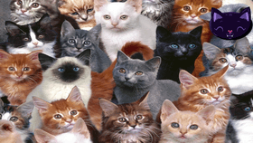 LOTS OF CATS!!!!!!!!