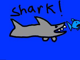 SHARK 1 1