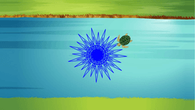 Turtle does water sun