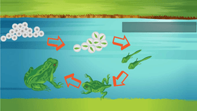 Life Cycle of a Frog