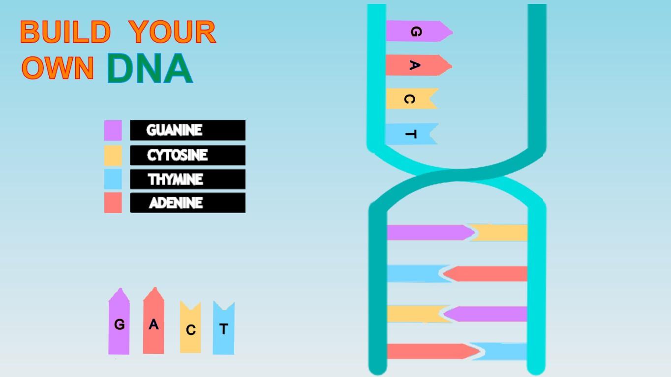 DNA or RNA Strand