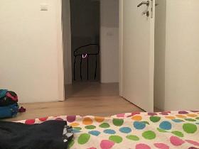 cow at night picture