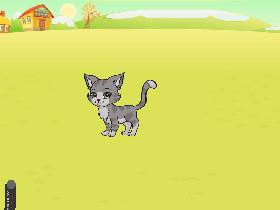Laser pointer cat