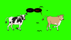 Running cows