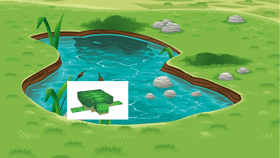 Week 6: Freshwater Quiz