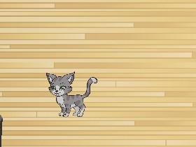 cat chasing laser meme