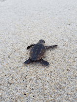 Loggerhead Dash