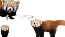 RED PANDAS!!!