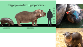 PYGMY HIPPO FACTS!!!
