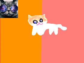 CAT CREATOR!!!