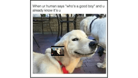 Dog Memes!!