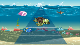 Ocean Ecological Pyramid Gabriel