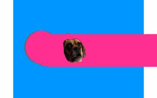 get the dog to the BACON 1