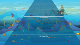 Ocean Ecological Pyramid