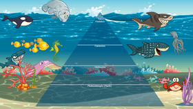 Ocean Ecological Pyramid