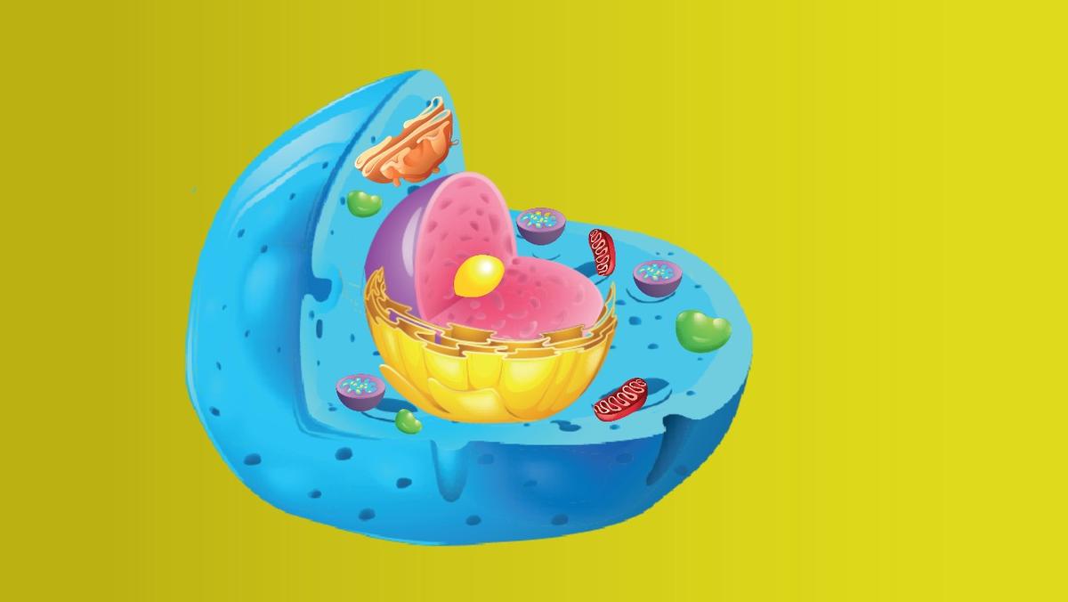 Animal Cell Quiz - TEMPLATE