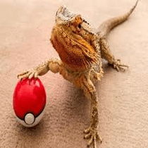 Lizards rule!