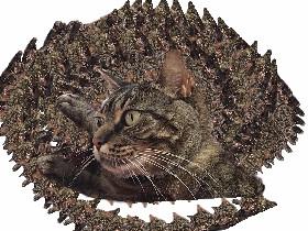 cat spinner draw