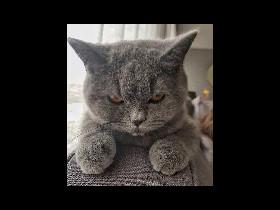 CAT. angry