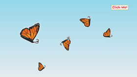 My Virtual Butterfly Colony