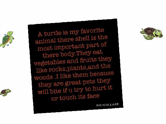 Turtles essay