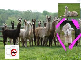 llama math by:milkshake 1