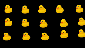 WHAT THE DUCK